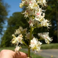 Horse Chestnut